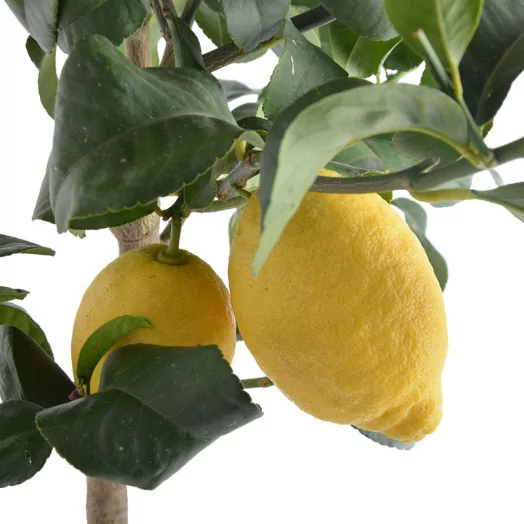CITRUS limonia D20 DEMI-TIGE Citronnier 80-90CM