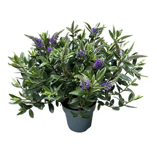 HEBE addenda D15X6 Veronica VERT