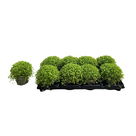 SOLEIROLIA soleirolii D11 P x8 Helxine VERT