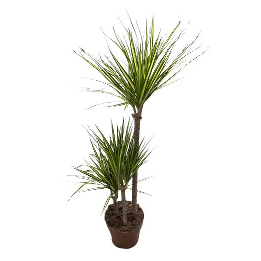 DRACAENA marginata D27 Sunray 140CM
