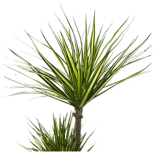 DRACAENA marginata D27 Sunray 140CM
