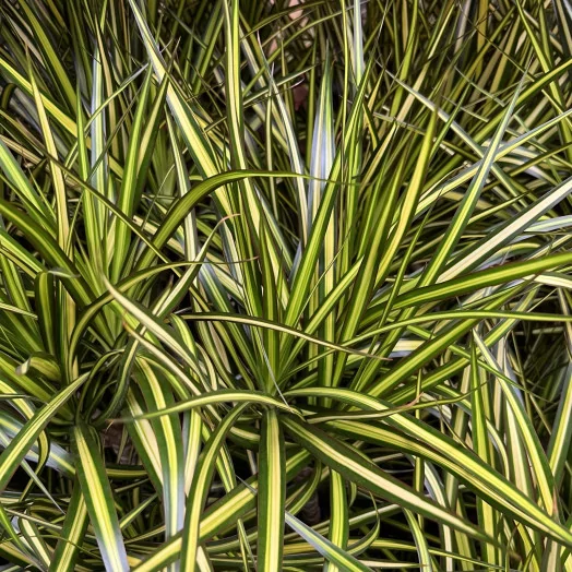 DRACAENA marginata D27 Sunray 140CM