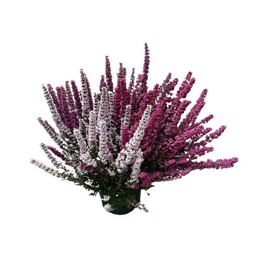 ERICA gracilis D17x6 Beauty Queen TRIO