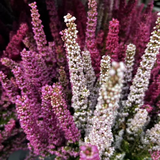 ERICA gracilis D17x6 Beauty Queen TRIO