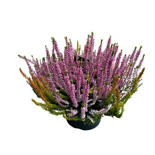CALLUNA vulgaris D23B.L Colour Crown