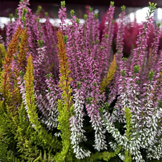 CALLUNA vulgaris D23B.L Colour Crown