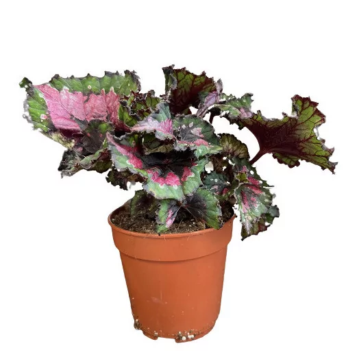 BEGONIA hybride D12 P x8 Magic Colours Macarena