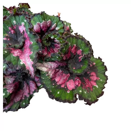 BEGONIA hybride D12 P x8 Magic Colours Macarena