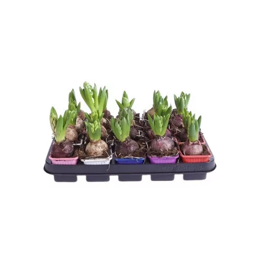 HYACINTHUS orientalis D07 X24 MIX