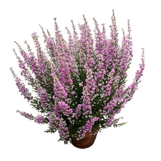 ERICA gracilis D16TX3