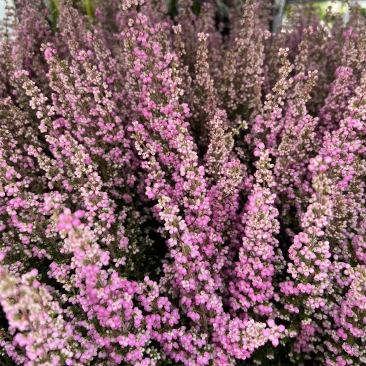 ERICA gracilis D16TX3