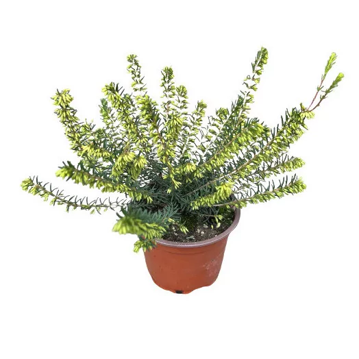 ERICA darleyensis D10.5X15 MIX