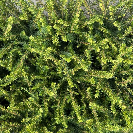 ERICA darleyensis D10.5X15 MIX