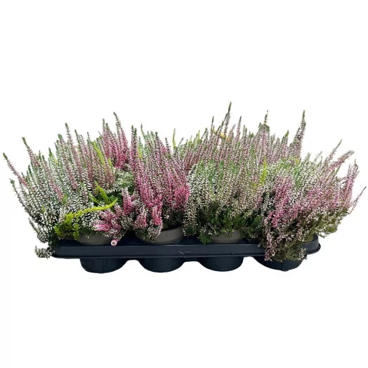 CALLUNA vulgaris D13 X8 TRIO
