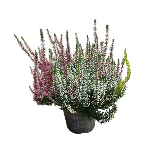 CALLUNA vulgaris D13 X8 TRIO