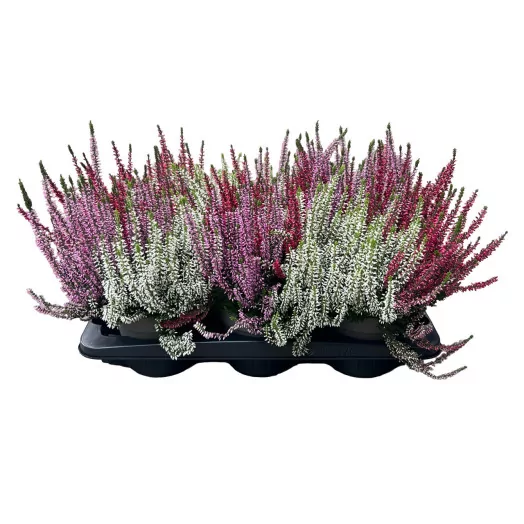 CALLUNA vulgaris D15X6 TRICOLOR
