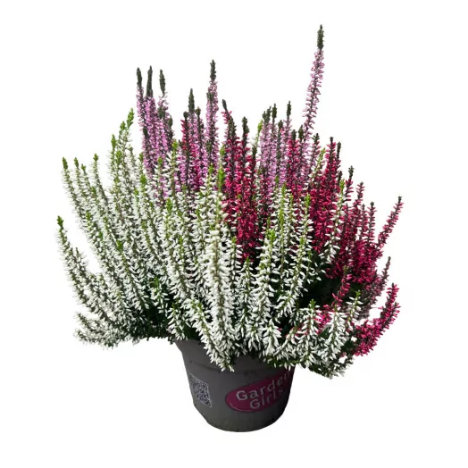 CALLUNA vulgaris D15X6 TRICOLOR