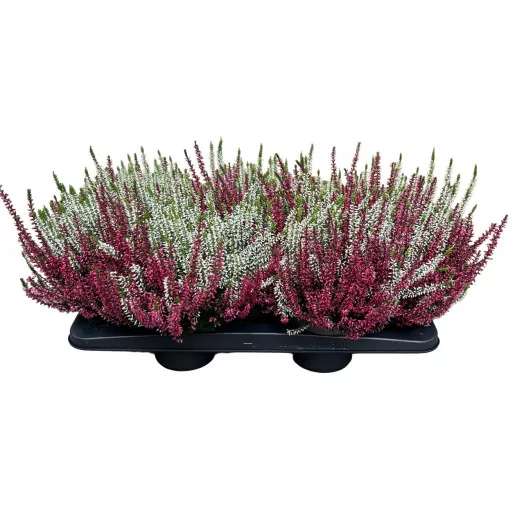 CALLUNA vulgaris D12 x8 Twingirls BICOLOR