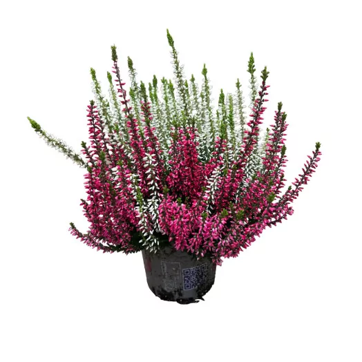 CALLUNA vulgaris D12 x8 Twingirls BICOLOR