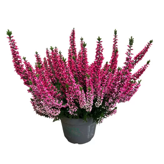 CALLUNA vulgaris D11 x10 MIX