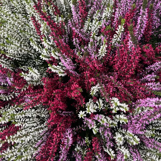 CALLUNA vulgaris D15X6 TRICOLOR