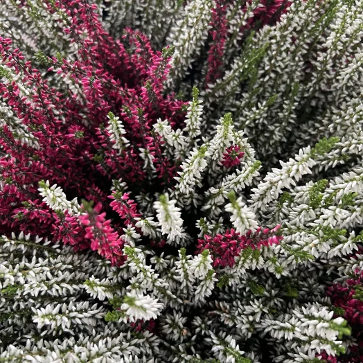 CALLUNA vulgaris D12 x8 Twingirls BICOLOR