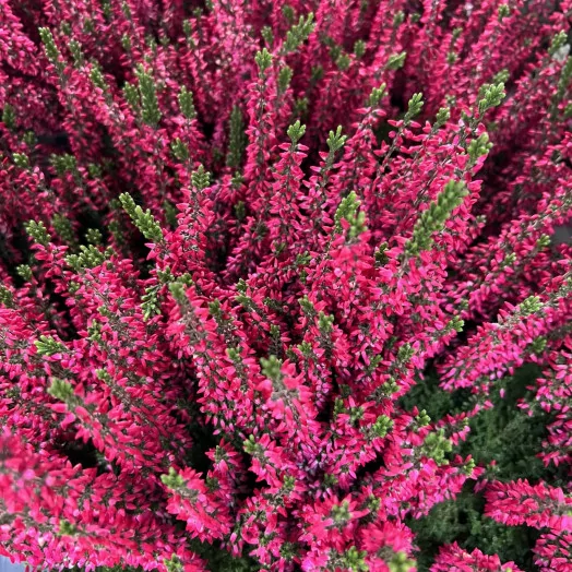 CALLUNA vulgaris D11 x10 MIX