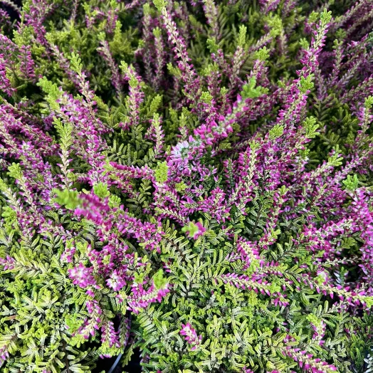 CALLUNA vulgaris D11 x10 MIX