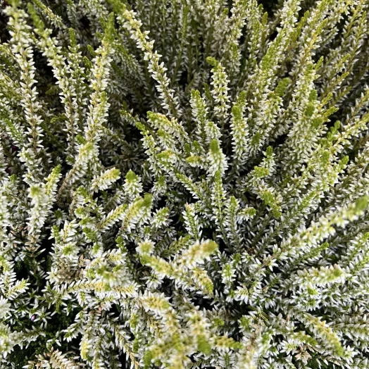 CALLUNA vulgaris D11 x10 MIX