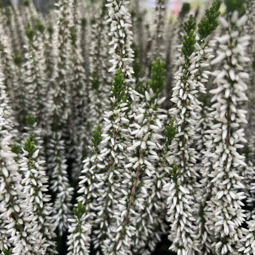 CALLUNA vulgaris D11 x10 MIX