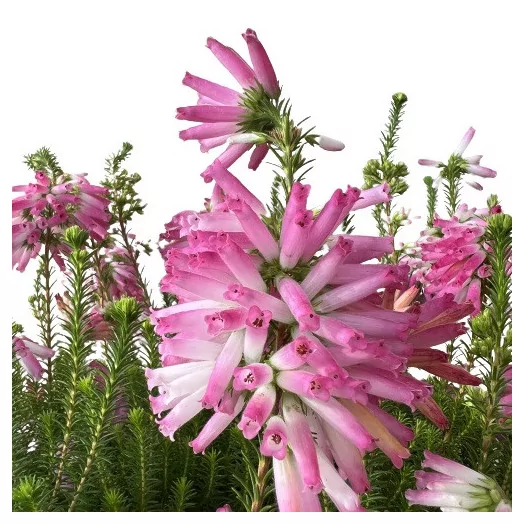 ERICA verticillata D23 Bruyere du Cap
