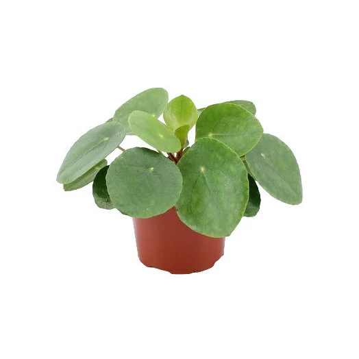 PILEA peperomoides D12 P X8