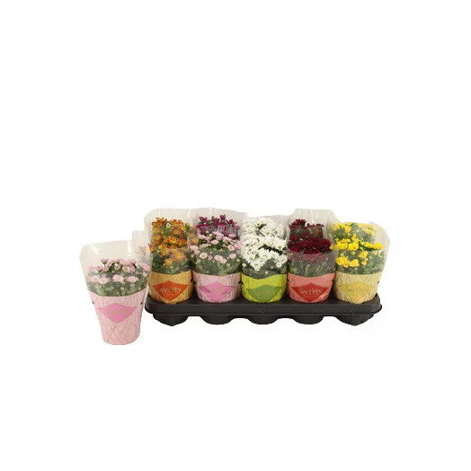 CHRYSANTHEMUM ind D10.5 PX12 MIX Swifty