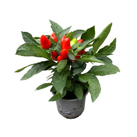 CAPSICUM annuum D10 X15 Piment d'Ornement