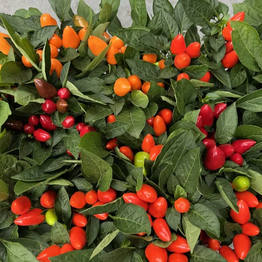 CAPSICUM annuum D10 X15 Piment d'Ornement