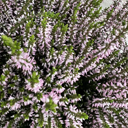 CALLUNA hybride D17 Garden Girls MIX