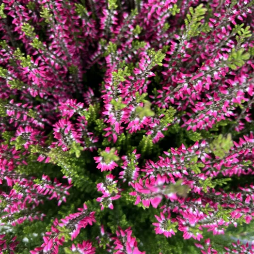 CALLUNA hybride D17 Garden Girls MIX