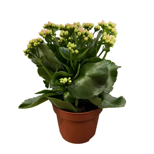 KALANCHOE blossfeldiana D10 P X10 Double Perfecta Pink