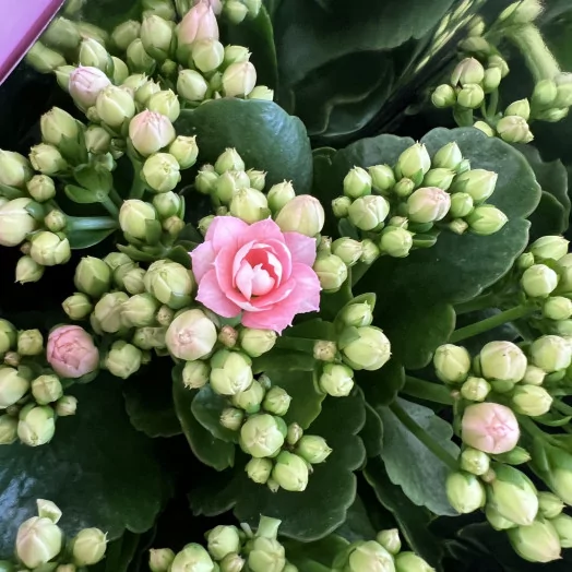 KALANCHOE blossfeldiana D10 P X10 Double Perfecta Pink