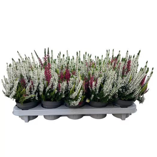 CALLUNA vulgaris D11X10B. L. Trio MIX