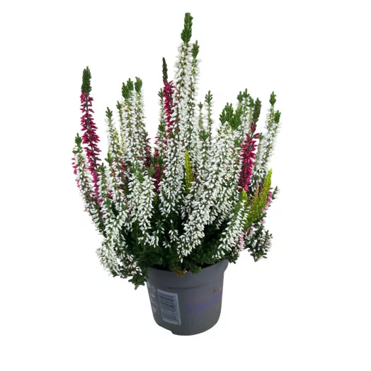CALLUNA vulgaris D11X10B. L. Trio MIX