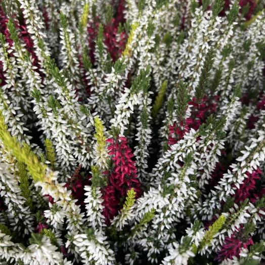 CALLUNA vulgaris D11X10B. L. Trio MIX