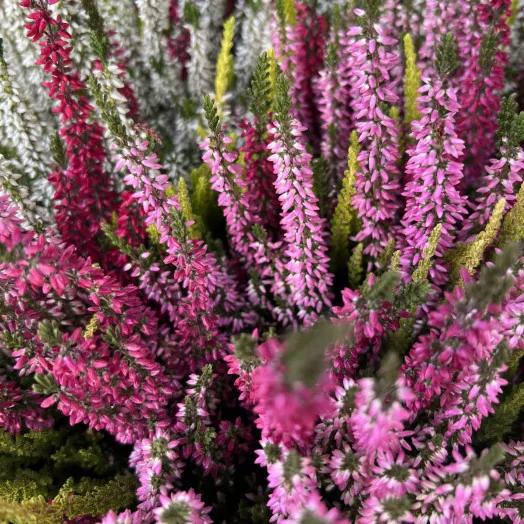 CALLUNA vulgaris D11X10B. L. Trio MIX