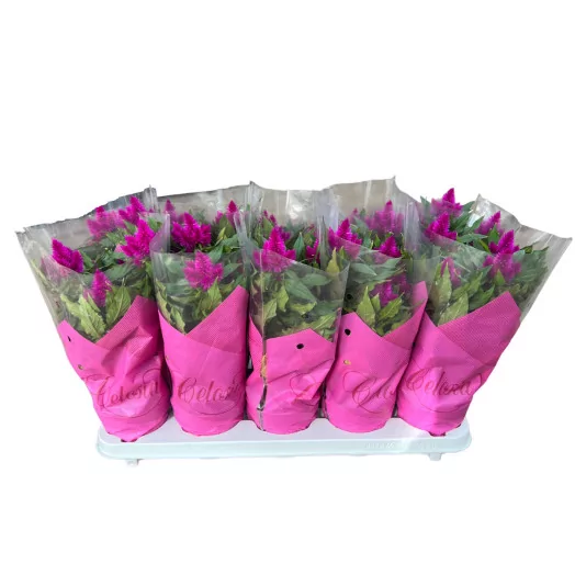 CELOSIA argentea D12 X6 Deep Purple