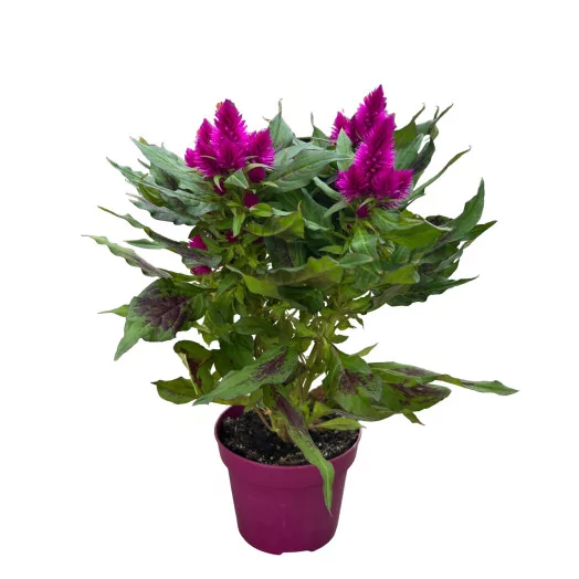 CELOSIA argentea D12 X6 Deep Purple