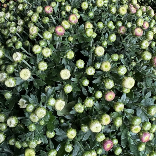 CHRYSANTHEMUM ind MULTI D19 45-50CM
