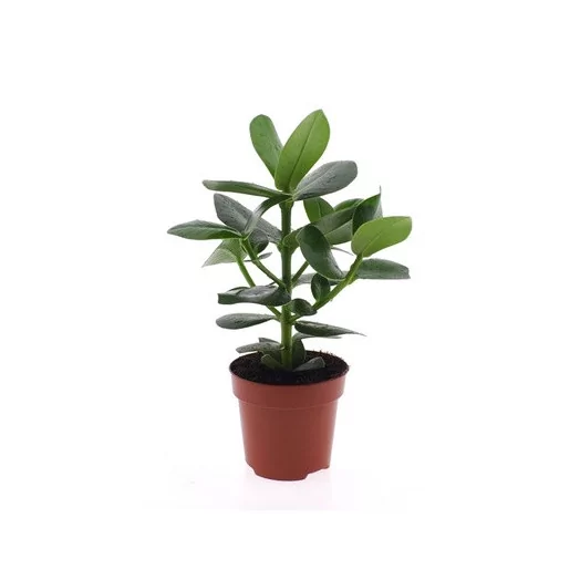 CLUSIA rosea D12 X8 Princess