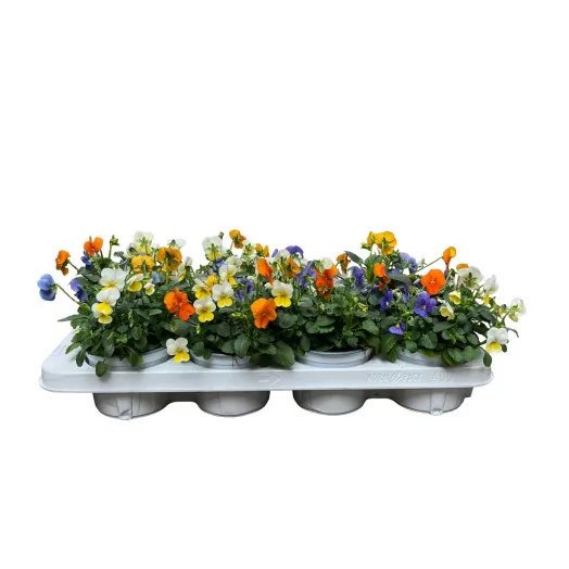 VIOLA hybride D12 X8 TRICOLOR