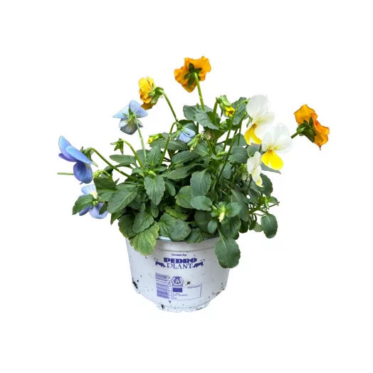 VIOLA hybride D12 X8 TRICOLOR