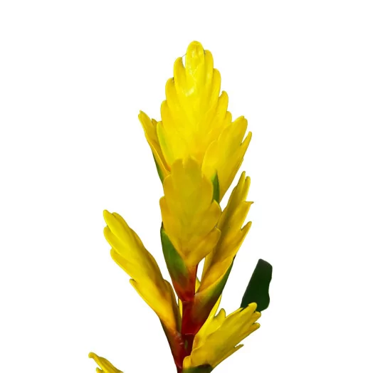 VRIESEA hybride D12 X10 MIX